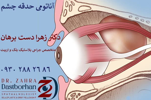 آناتومی حدقه چشم